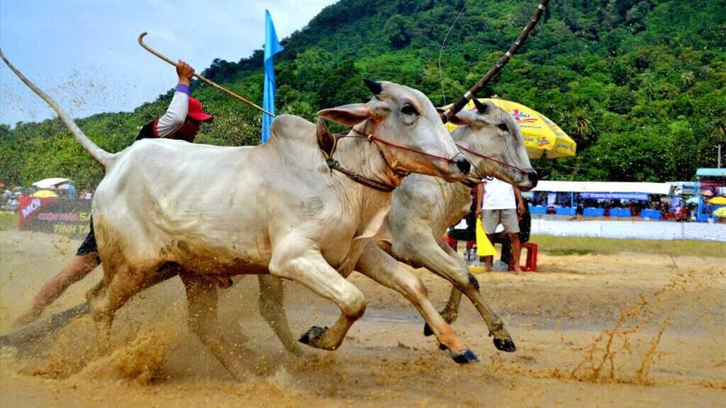 Giới thiệu về Lễ hội đua bò Bảy Núi: ễ hội đua bò Bảy Núi là một nét truyền thống đặc sắc của đồng bào Khmer ở An Giang