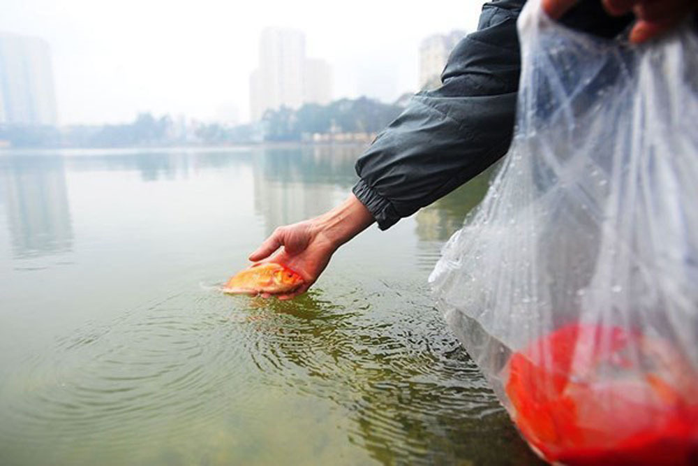 Bài Khấn Phóng Sinh Cá Chép