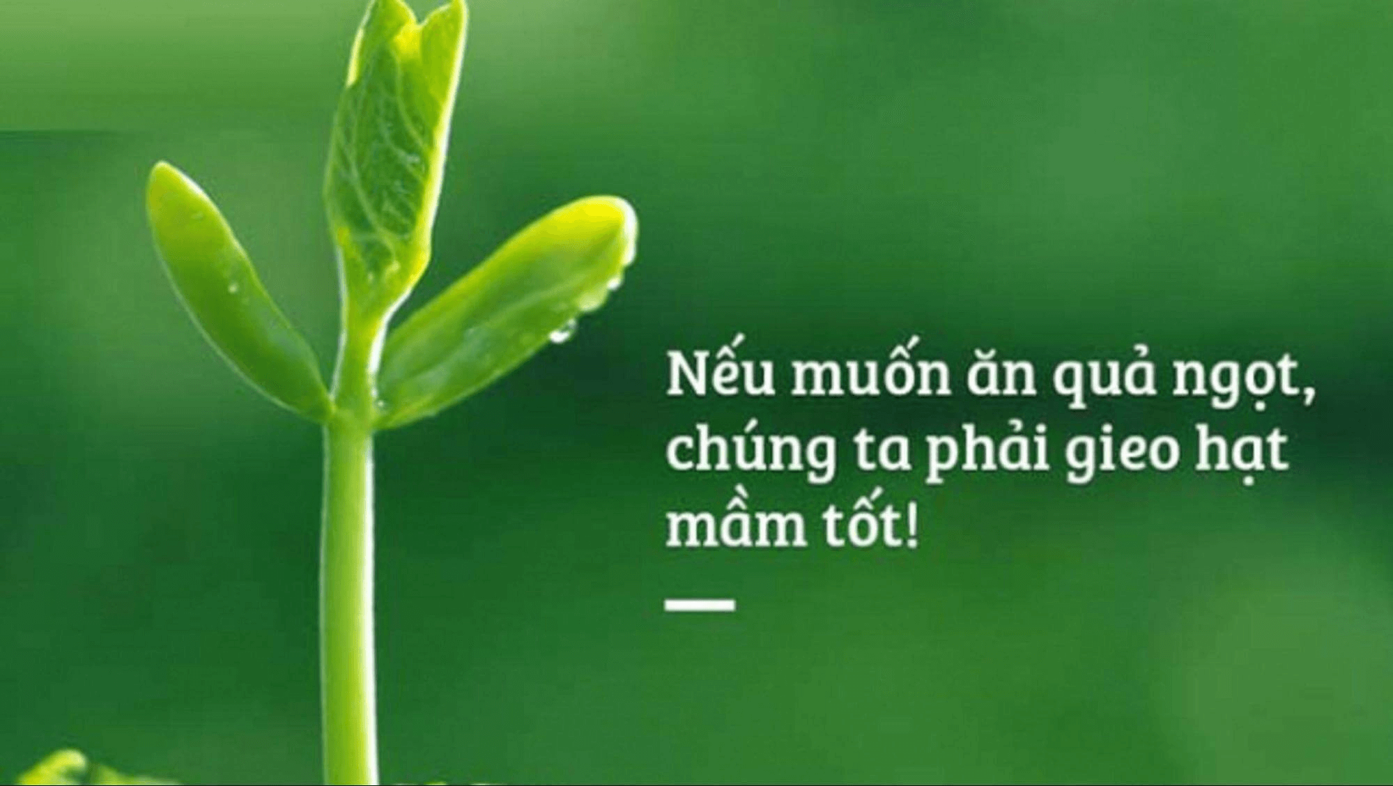Ngẫm Về 100+ Lời Phật Dạy Vê Cuộc Sống: Nếu muốn ăn quả ngọt, chúng ta phải gieo hạt mầm tốt