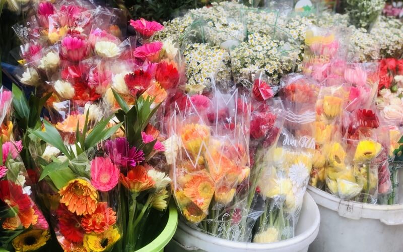 Hoa đồng tiền là một lựa chọn rất được ưa chuộng trong cộng đồng người Việt vì chúng biểu thị cho sự giàu sang, thịnh vượng và may mắn