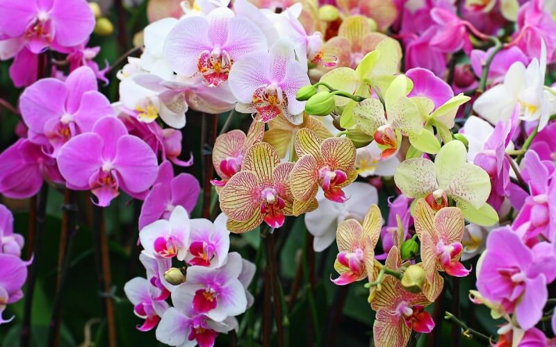 Dù hoa lan là một loài hoa đẹp và bền, việc cắm hoa lan trên bàn thờ, đặc biệt là bàn thờ Phật, không phải là lựa chọn lý tưởng