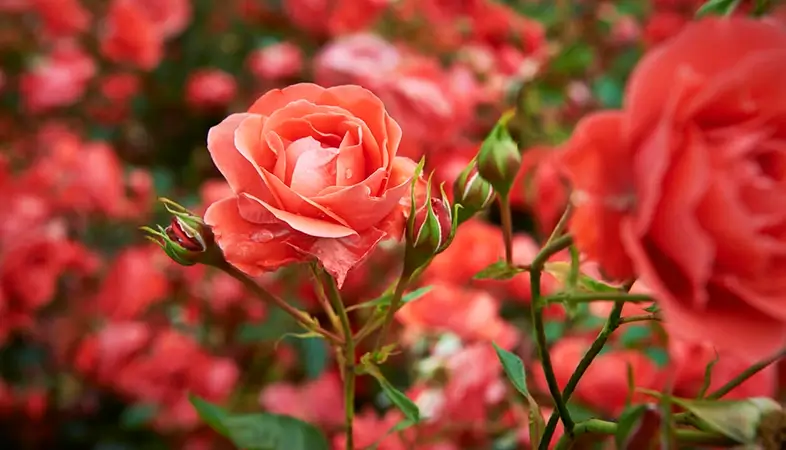 Hoa hồng không chỉ tượng trưng cho vẻ đẹp trong cuộc sống và tình yêu, mà còn mang một ý nghĩa đặc biệt trong những dịp như ngày rằm của mẹ hoặc lễ cúng đầy tháng cho bé yêu