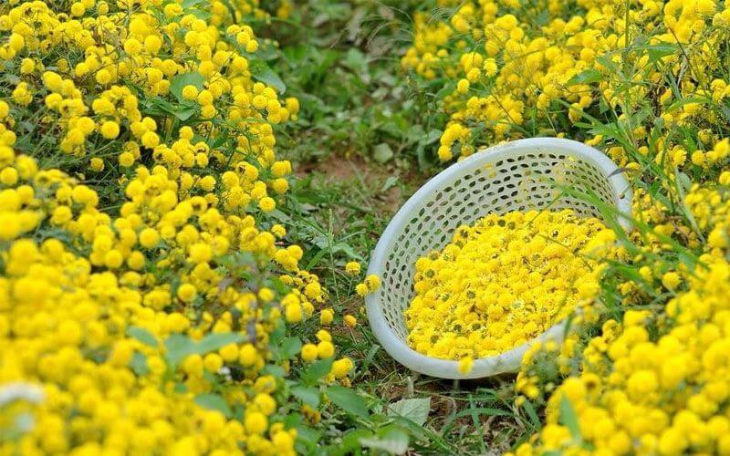 Hoa cúc vàng là một trong những loại hoa phổ biến trong các mâm cúng thôi nôi, đầy tháng tại Việt Nam